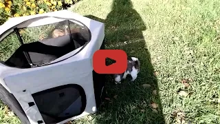 Hobby Pups Video 1