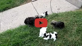 Hobby Pups Video 2