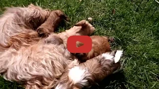 Hobby Pups Video 3