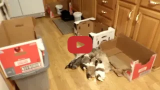 Hobby Pups Video 5