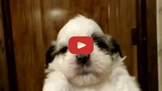Hobby Pups Video 6