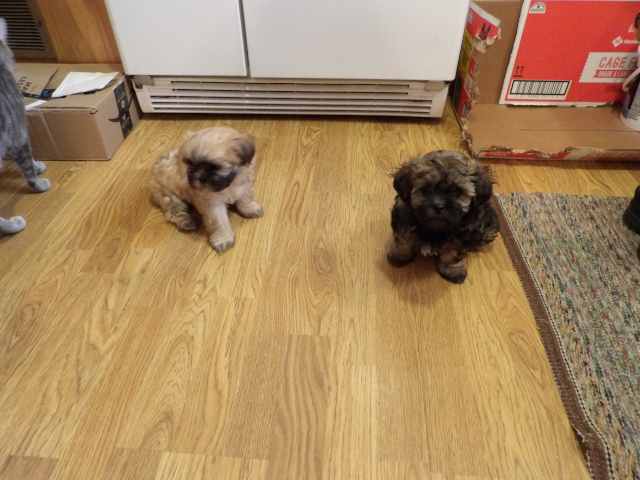 Hobby Pups 01