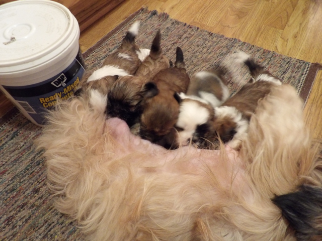 Hobby Pups 03