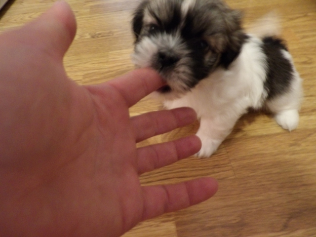 Hobby Pups 05