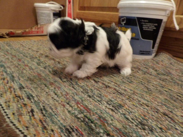 Hobby Pups 06