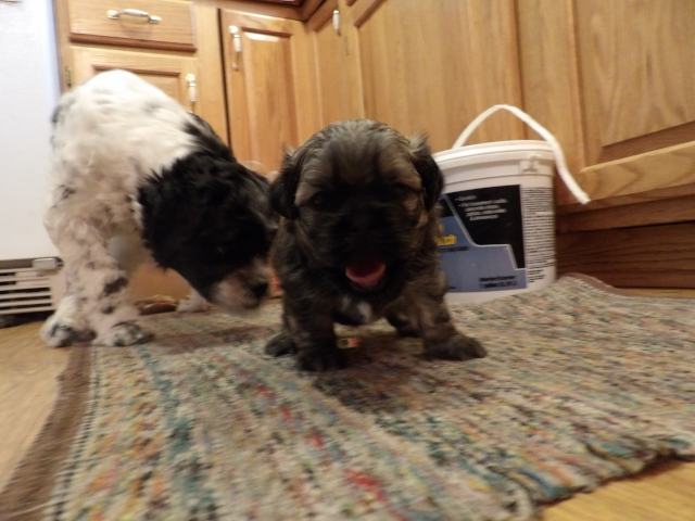 Hobby Pups 07