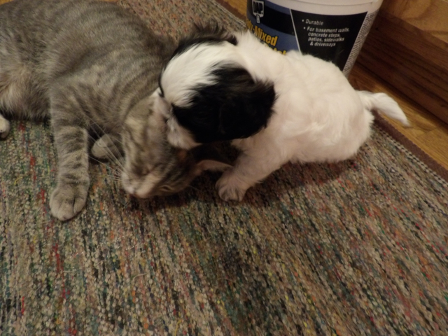 Hobby Pups 08
