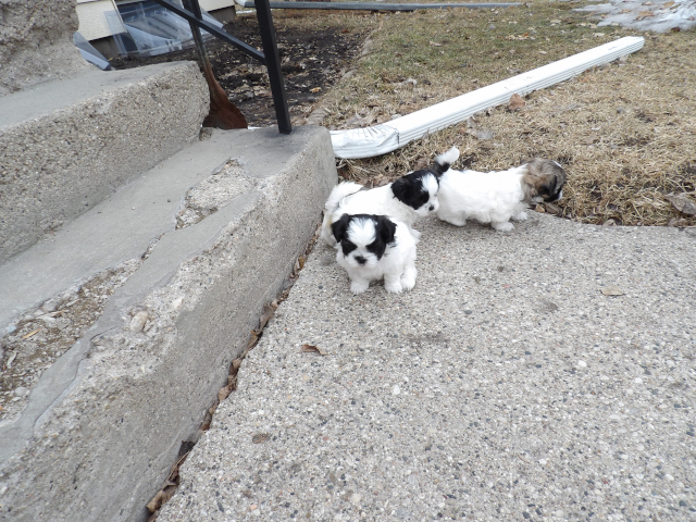 Hobby Pups 09