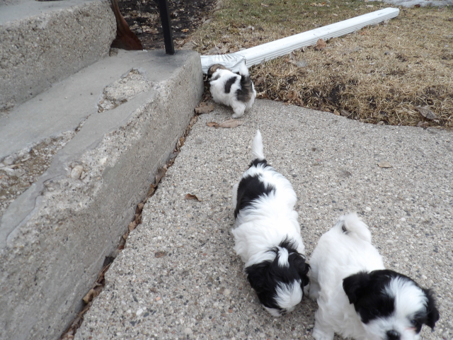 Hobby Pups 10