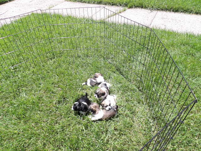 Hobby Pups 11