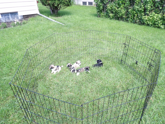 Hobby Pups 12