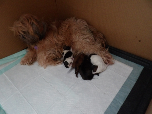 New Puppy 01